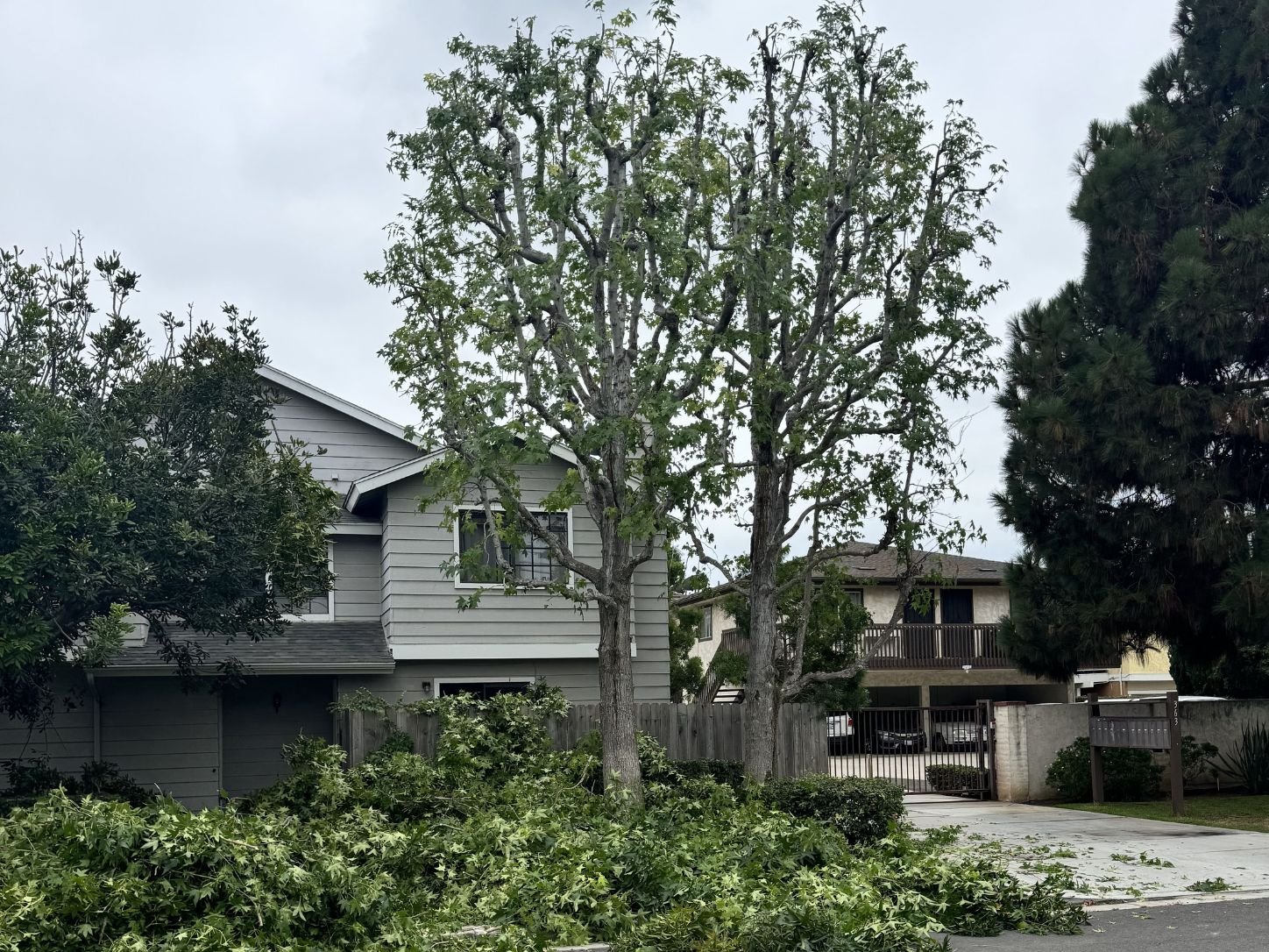 Large tree trimming and canopy reduction in Costa Mesa, CA, after