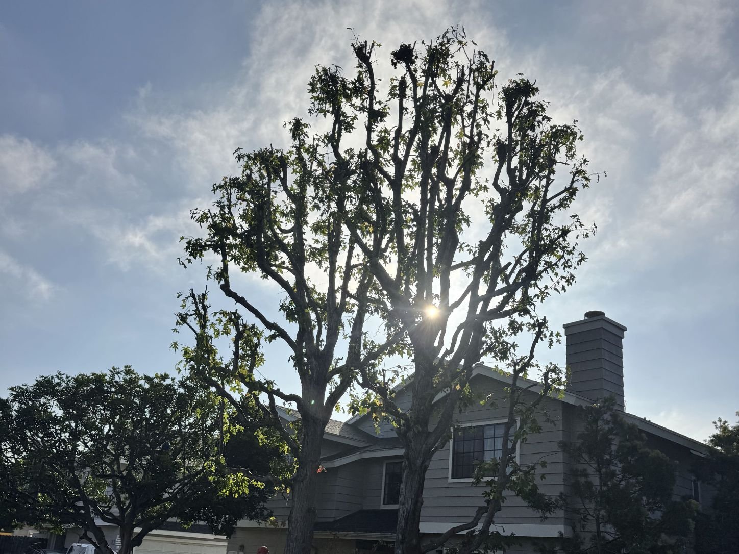 Large tree trimming and canopy reduction in Costa Mesa, CA, after