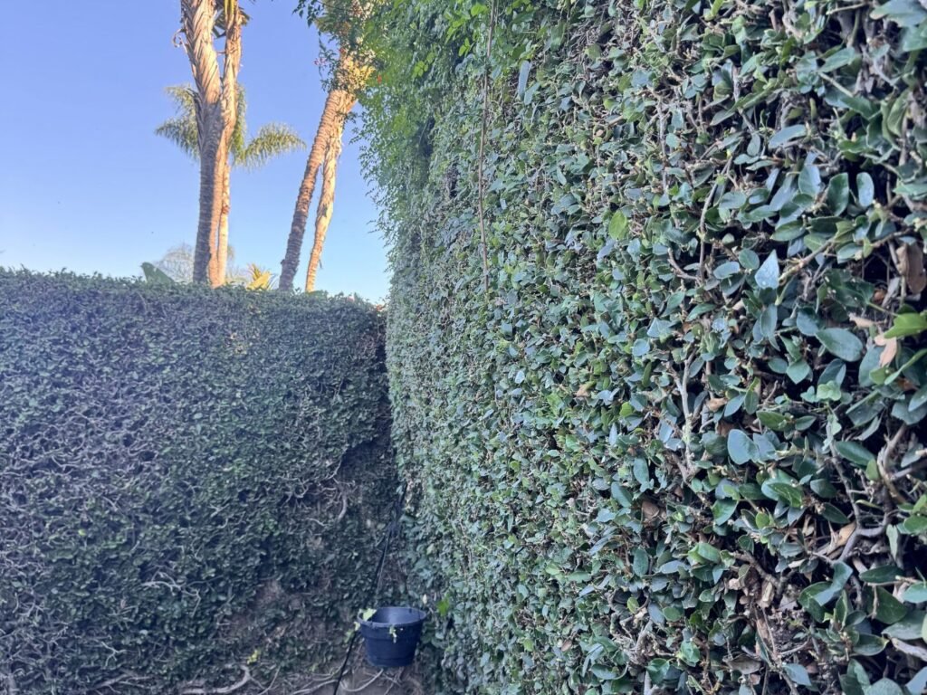 Large hedge trimming and reduction in Costa Mesa, CA, after
