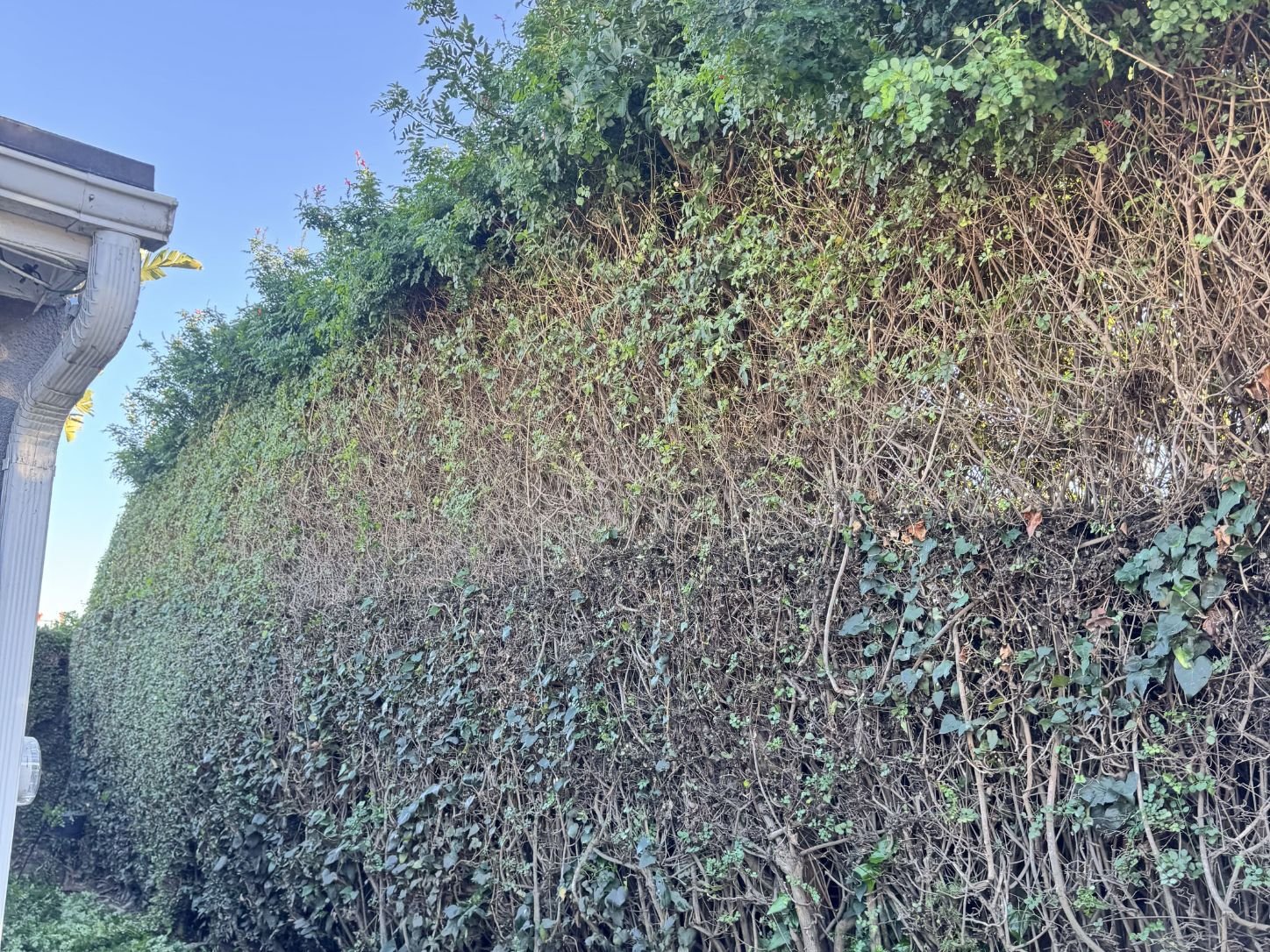 Large hedge trimming and reduction in Costa Mesa, CA, after