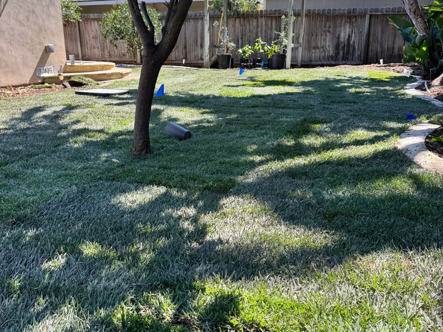 Lawn conversion and new sod installation in North Tustin, CA, after