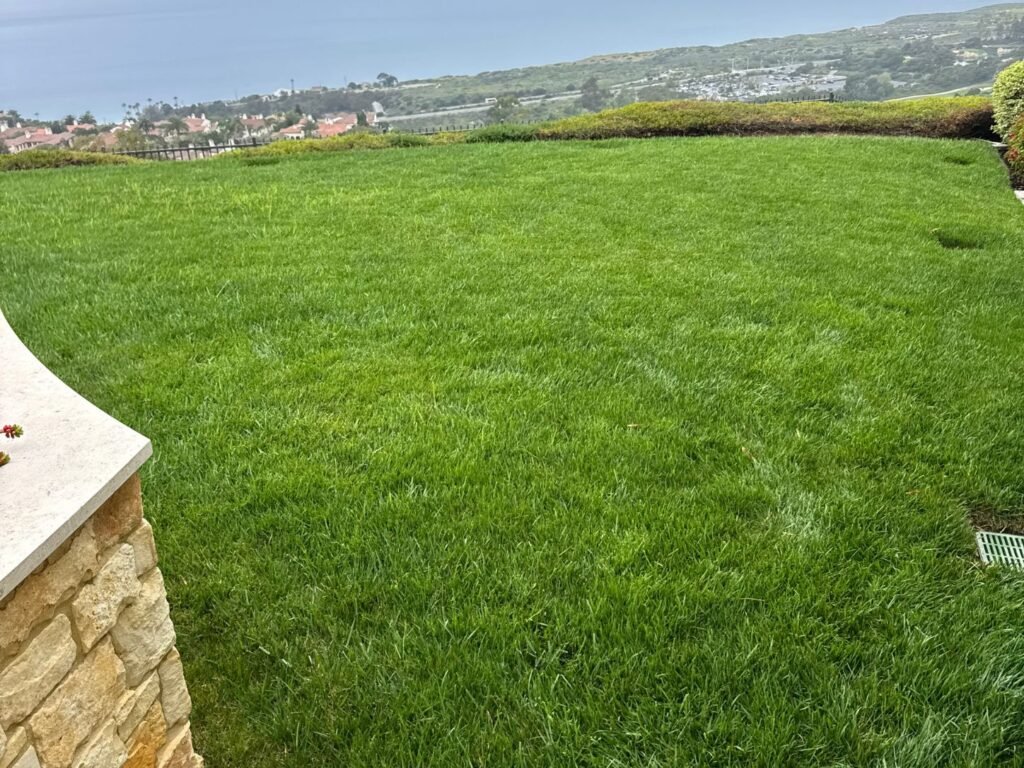 New sod installation and irrigation upgrade in Newport Beach, CA, after
