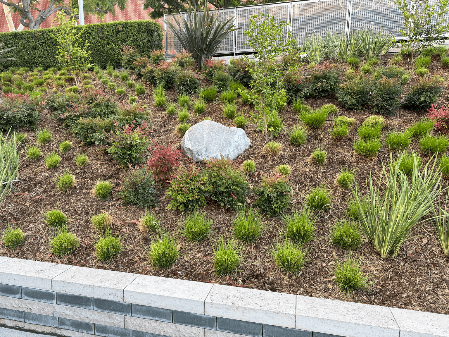 Commercial hillside landscape renovation in Mission Viejo, CA, after