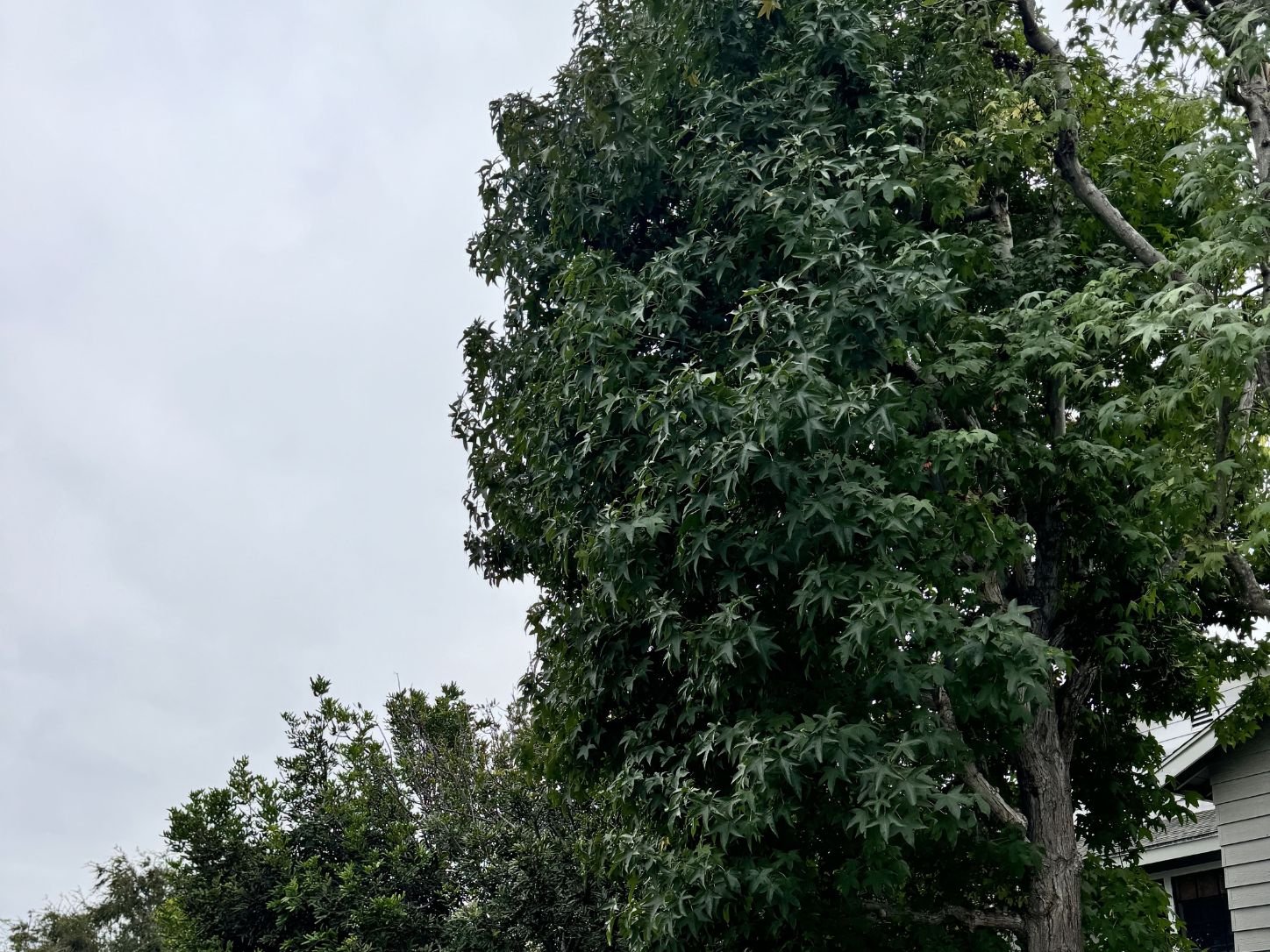 Large tree trimming and canopy reduction in Costa Mesa, CA, before