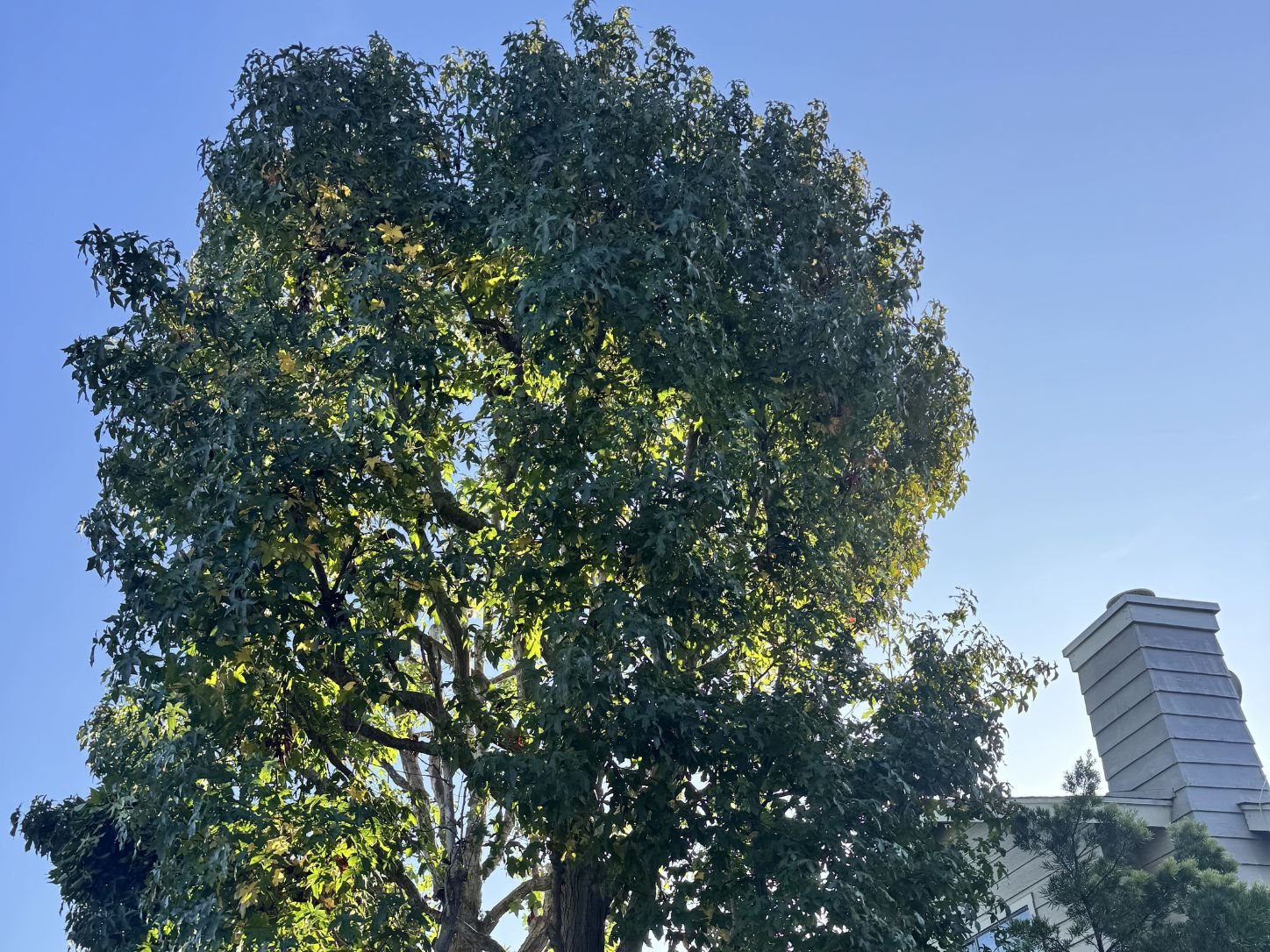 Large tree trimming and canopy reduction in Costa Mesa, CA, before
