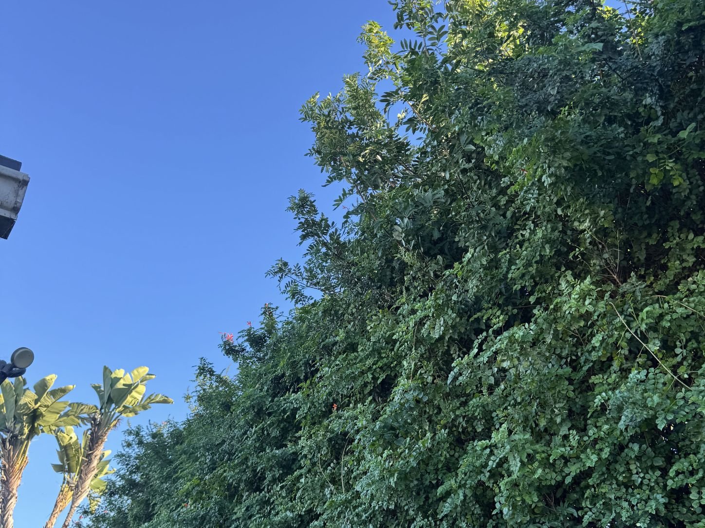 Large hedge trimming and reduction in Costa Mesa, CA, before