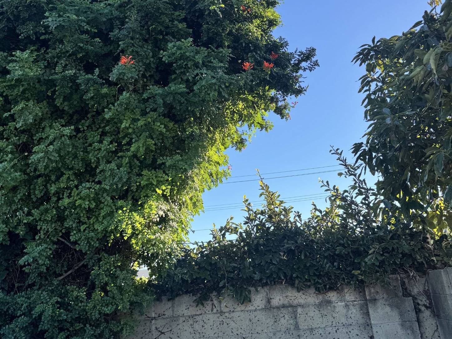 Large hedge trimming and reduction in Costa Mesa, CA, before